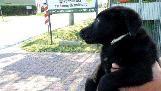 PIES PORZUCONY PRZEZ WŁAŚCICIELI ZOSTANIE W SCHRONISKU