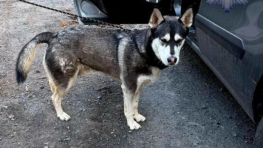 Pies to nie wakacyjny problem. 36-latek odpowie za porzucenie husky’ego