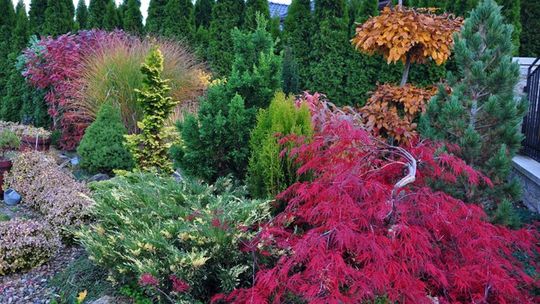 POCHWAL SIĘ ARANŻACJĄ ZIELENI