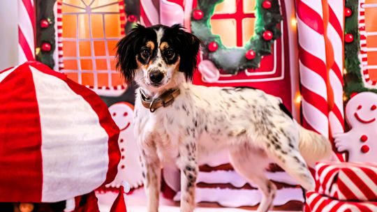 Podaruj zwierzętom spokojne Święta