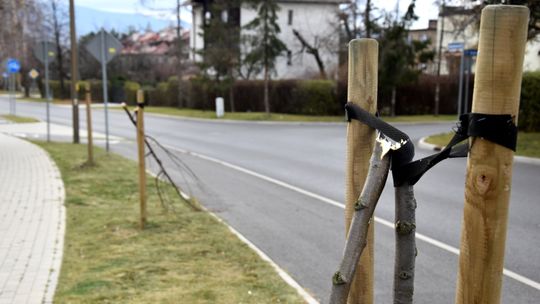 POŁAMANE DRZEWA – NAGRODA ZA POMOC W WYKRYCIU SPRAWCY