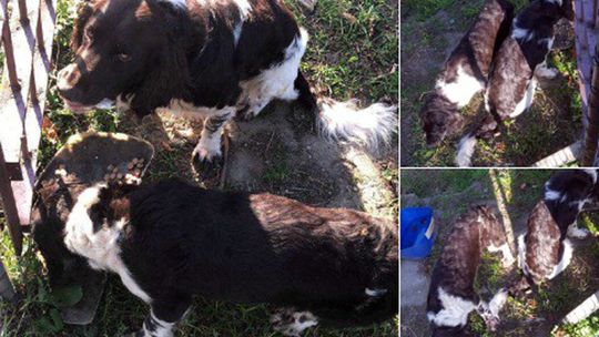 POLICJA POSZUKUJE WŁAŚCICIELA PSÓW MYŚLIWSKICH