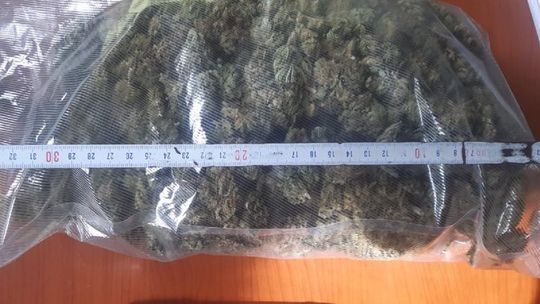 Policjanci przejęli ponad 8500 porcji marihuany