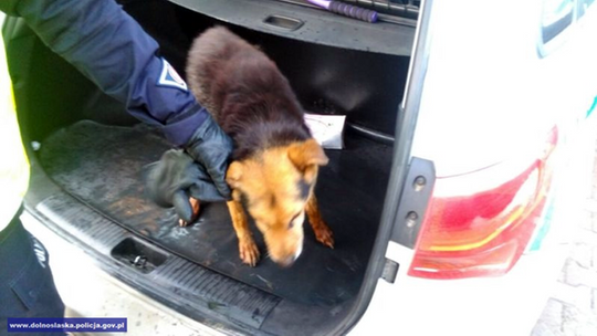 POLICJANCI URATOWALI TOPIĄCEGO SIĘ PIESKA