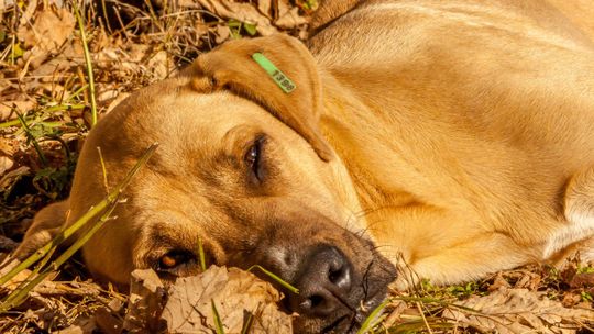 POMOC ZWIERZĘTOM W NAGŁYCH WYPADKACH. CO ROBIĆ?