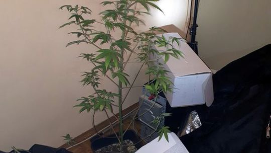 PONAD 900 PORCJI NARKOTYKÓW ZATRZYMALI DZIERŻONIOWSCY POLICJANCI