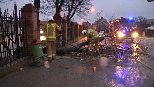 Powalone drzewo blokowało wyjazd ze szkoły w Bielawie