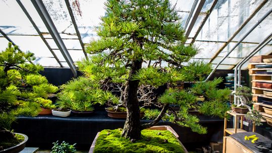 POWIEW DALEKIEGO WSCHODU W WAŁBRZYSKIEJ PALMIARNI