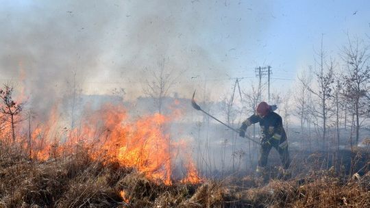 POŻAR TRAWY W DZIERŻONIOWIE