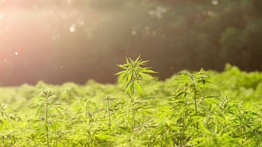 Przemysłowe zastosowania konopi włóknistej