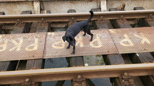 PRZYWIĄZANY DO TORÓW BYŁ SKAZANY NA PEWNĄ ŚMIERĆ