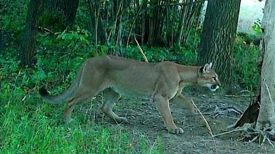 Puma pod Wałbrzychem? Sztab kryzysowy weryfikuje zgłoszenia i apeluje o ostrożność
