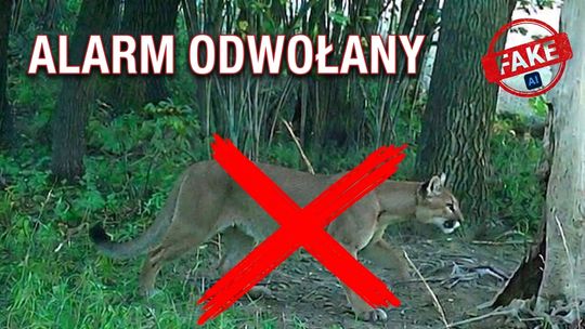 Rzekoma puma w Górach Sowich to fotomontaż - Policja szuka autora mistyfikacji