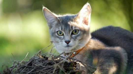 SĄDOWY SPÓR O KOTA, KTÓRY POŻARŁ RYBY ZE STAWU SĄSIADÓW