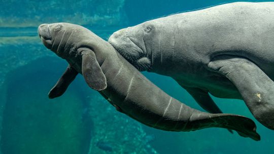 SENSACJA WE WROCŁAWSKIM ZOO 