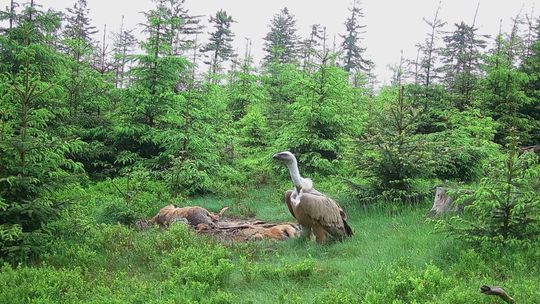 Sęp płowy w Górach Sowich: Pierwsza taka obserwacja w historii regionu!