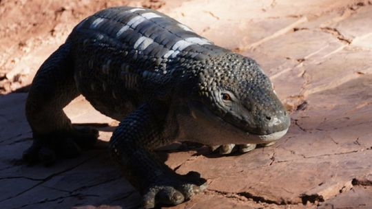 Skamieniała skóra diadektyda z Permu w kamieniołomie w Nowej Rudzie