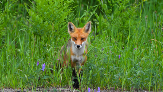 Słodkie jak dzieciństwo, groźne jak nowotwór? O czym nie wiedziałeś, zrywając jagody prosto z krzaka