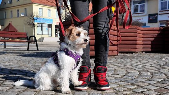 Spacer Terapeutyczny dla psów ulicami Bielawy