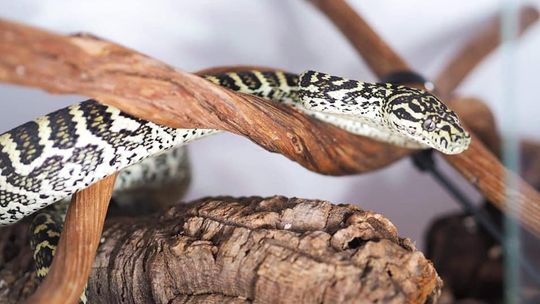 Straż Miejska znalazła pytona na osiedlu w Dzierżoniowie