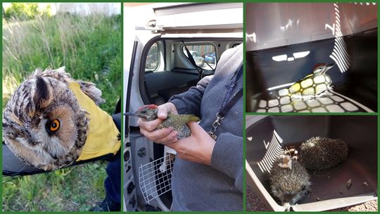 STRAŻNICY MIEJSCY URATOWALI JEŻE, SOWĘ I DZIĘCIOŁA