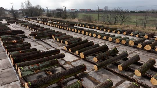 Submisja drewna szczególnego w Nadleśnictwie Świdnica