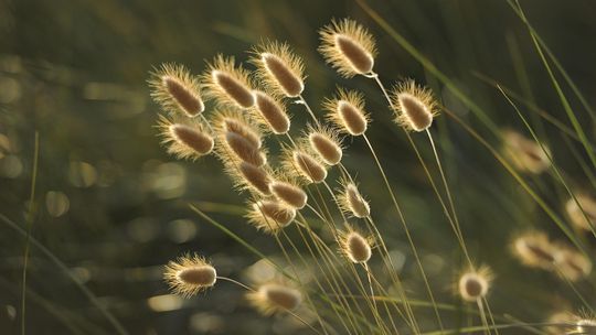 Sztuczne trawy w donicach – nowoczesna zieleń bez kompromisów Sztuczne trawy w donicach – nowoczesna zieleń bez kompromisów