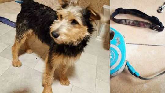 SZUKAMY WŁAŚCICIELA