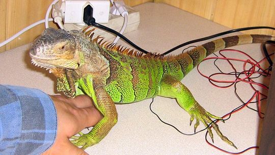 SZUKAMY WŁAŚCICIELA IGUANY