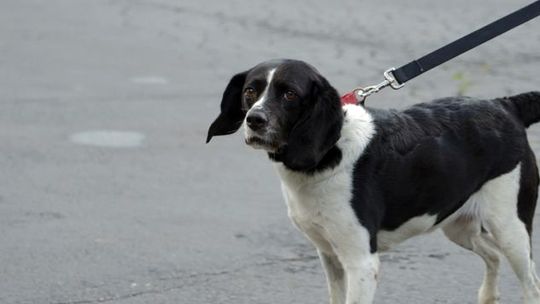 TROJE NASTOLATKÓW UNIEMOŻLIWIŁO PIJANEMU 55-LATKOWI ZNĘCANIE SIĘ NAD PSEM