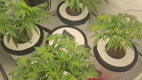 Uprawa konopi w namiocie i blisko kilogram gotowych narkotyków