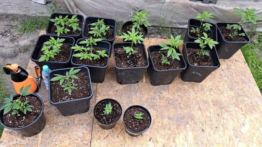 Uprawa konopi w pomieszczeniach mieszkalnych i przydomowym ogródku