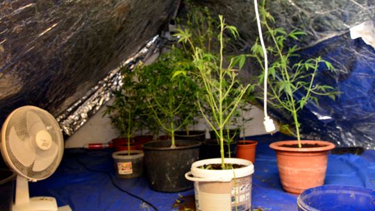 UPRAWIAŁ KRZAKI KONOPI I WYTWARZAŁ Z NICH MARIHUANĘ