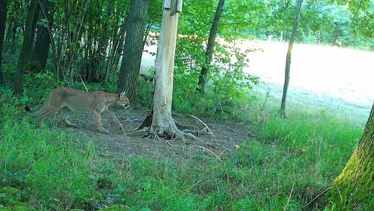 UWAGA! PUMA W LESIE!