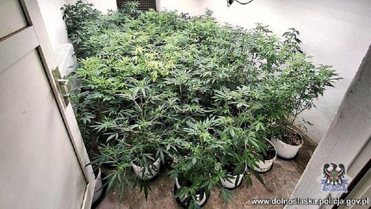 Wałbrzyscy kryminalni zlikwidowali plantację konopi indyjskich