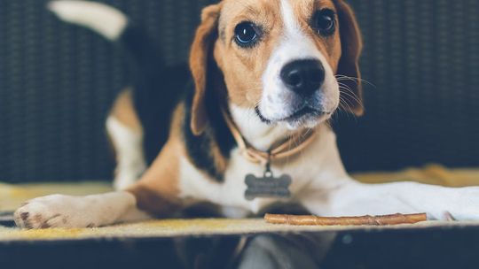 Wyprawka dla psa - w co warto się zaopatrzyć?