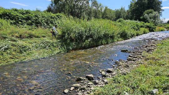 Zadbają o brzegi Bystrzycy - Świdnica i Wody Polskie podpiszą porozumienie