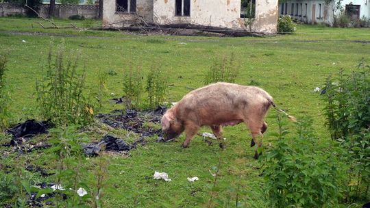 ZAGŁODZIŁ ŚWINIE NA ŚMIERĆ