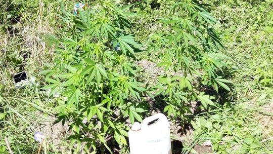 ZAJMOWAŁ SIĘ UPRAWĄ MARIHUANY I JUŻ USŁYSZAŁ ZARZUTY