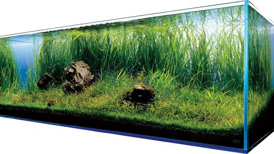 Zalety posiadania domowego akwarium