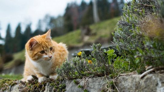 Zapraszamy na spotkanie dotyczące opieki nad zwierzętami