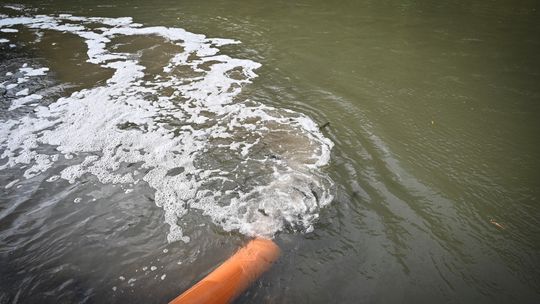 Zarybianie Nysy Kłodzkiej