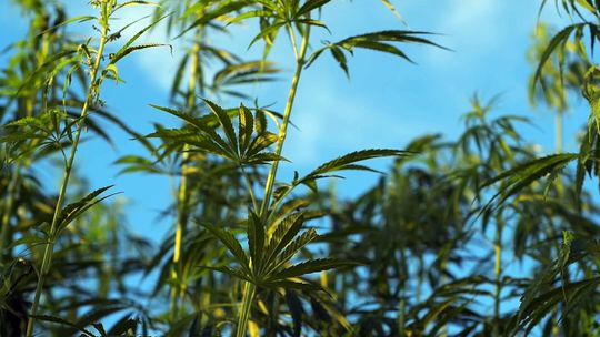 ZLIKWIDOWALI PLANTACJĘ KONOPI