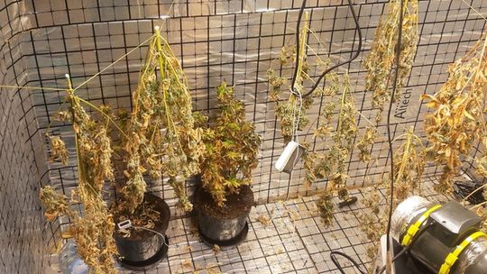 ZLIKWIDOWALI PLANTACJĘ KONOPI