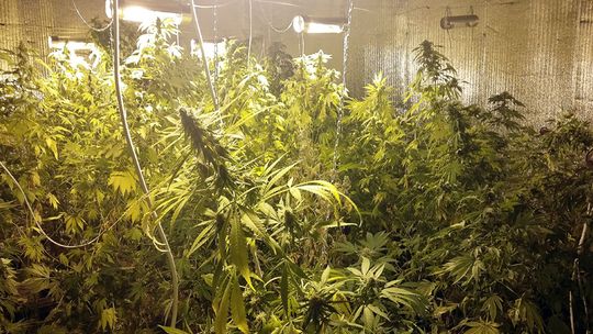 ZLIKWIDOWALI UPRAWĘ KONOPII INDYJSKIEJ