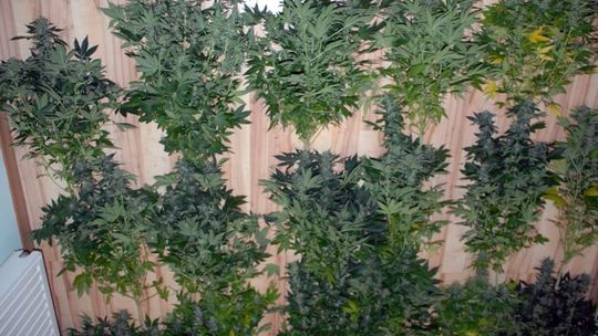 ZLIKWIDOWANO PLANTACJĘ MARIHUANY W PIESZYCACH