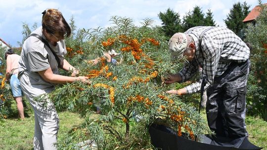 Złoto w krzakach w Gminie Dzierżoniów