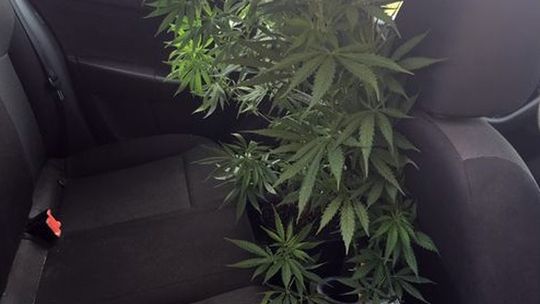 ZNACZNE ILOŚCI  NARKOTYKÓW  PRZEJĘLI DZIERŻONIOWSCY  POLICJANCI  