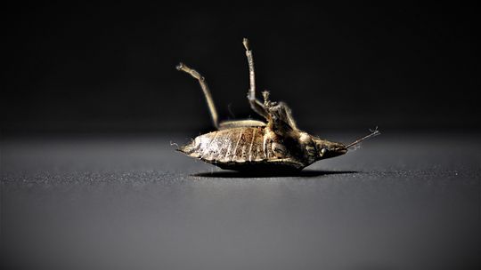 Znalazłeś jaja pluskiew? Jak wyeliminować plagę?