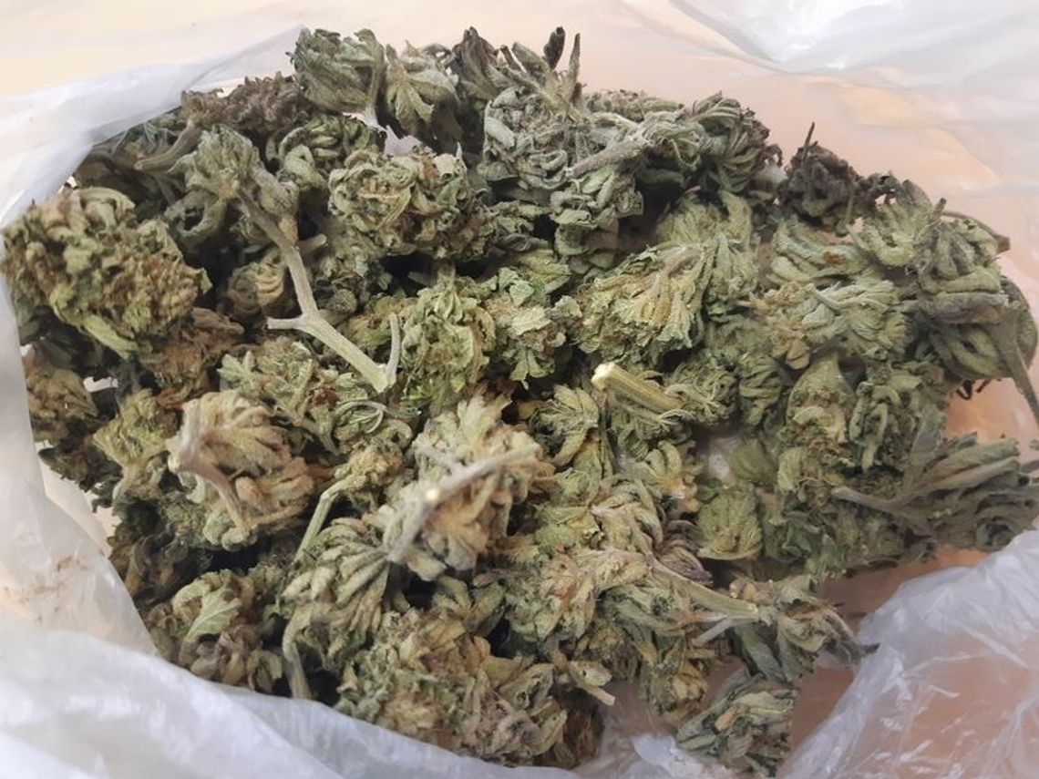 22 – LETNI AMATOR MARIHUANY